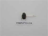 藏品(金龜子科)的圖片